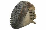 Fossil Woolly Mammoth Molar - Collector Quality #129992-2